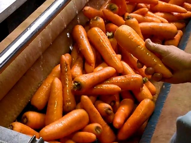 Машина для чистки овощей в Гатчине